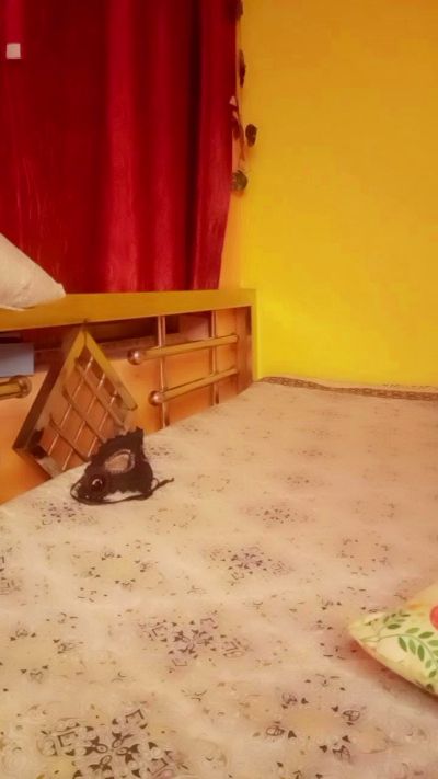 18_doll live cam on Cam4