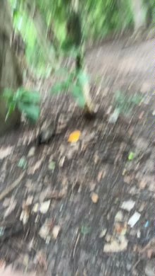 Preview of adrianosaopaulo