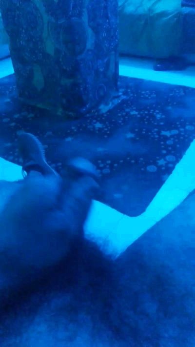 Webcam uomo dal vivo da Messico con Alex0995Match