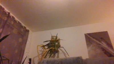 BadAssBzh56 live cam on Cam4