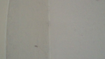 Birbikrom live cam on Cam4