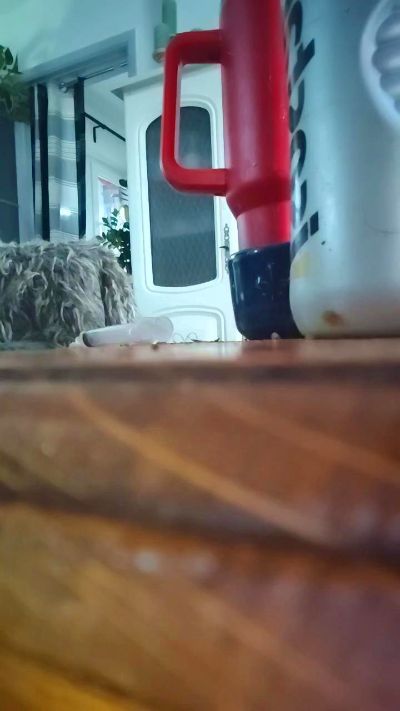 Chaudkoala live cam on Cam4