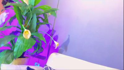 Daiisy_kiss live cam on Cam4