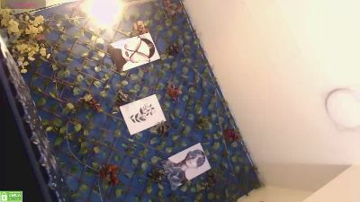 Damiandante live cam on Cam4