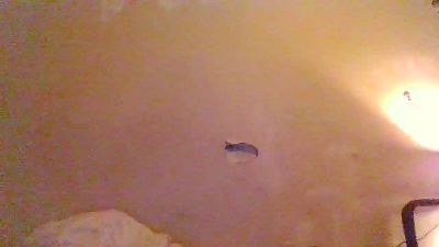 Dominator24365 live cam on Cam4