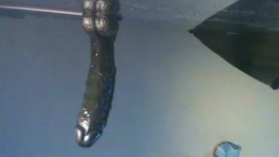German_Wichs44 live cam on Cam4