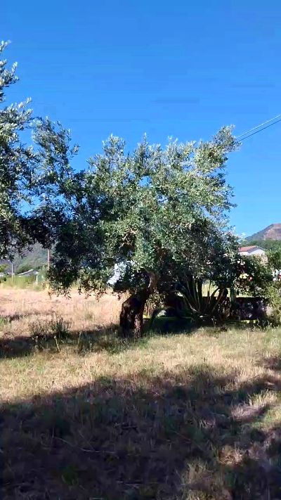 Geusii live cam on Cam4