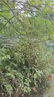 Gurke_Melone live cam on Cam4