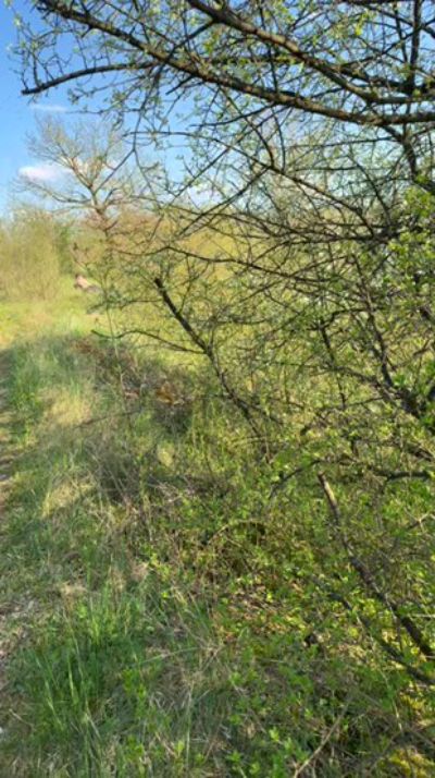 Profile and Statistics for Justfunfranko on Cam4