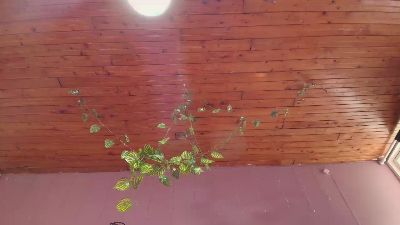 KATYA_LOPEX live cam on Cam4