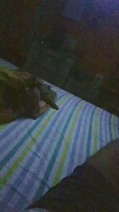 Negue41 webcam