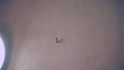 PenniChristle live cam on Cam4