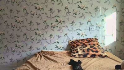 PhyllisHoetger live cam on Cam4