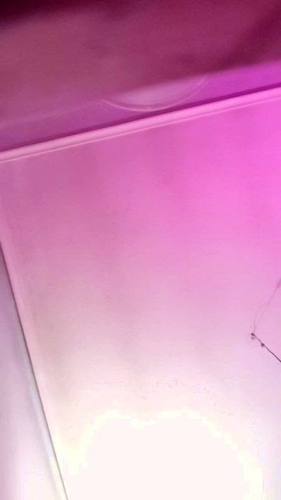 Pipaspalpajaro live cam on Cam4