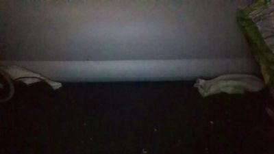Silkworm_Piper live cam on Cam4