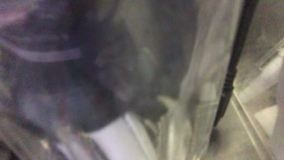 SipenAt live cam on Cam4