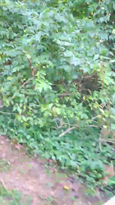 Smallcut07 live cam on Cam4