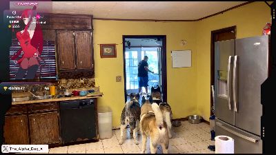 The_Alpha_Dog live cam on Cam4