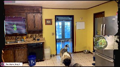 The_Alpha_Dog live cam on Cam4