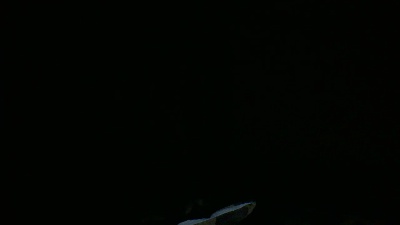 Theabelle live cam on Cam4