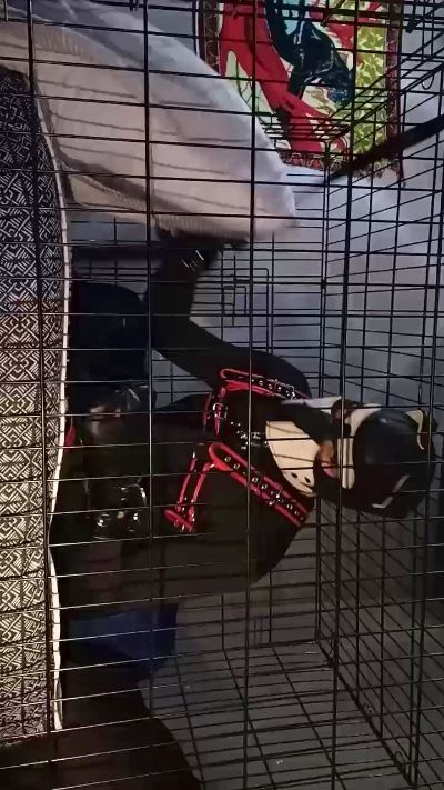 https://snapshots.xcdnpro.com/thumbnails/Timeoutpuppy?s=3or1ukigvkpFOQXRasNY6fIwhvuq0cNSyeNJ0ET3Z/8= Live Cam4 Model