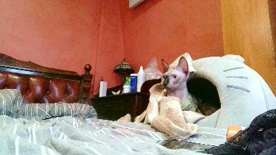 _Kamax69 live cam on Cam4