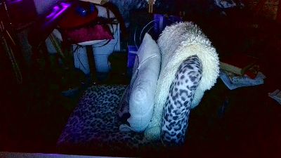 blindsurfer live cam on Cam4