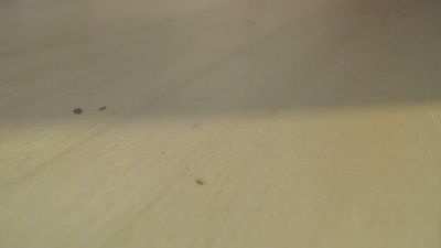 bobbuild2016 live cam on Cam4