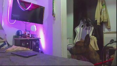 boss_yorley live cam on Cam4