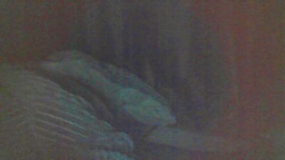 cutie_pie_hot live cam on Cam4