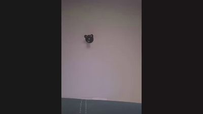 felipedavidtgn2 live cam on Cam4
