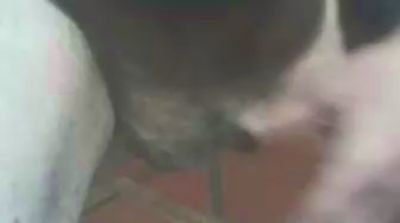 jlcanu1 live cam on Cam4
