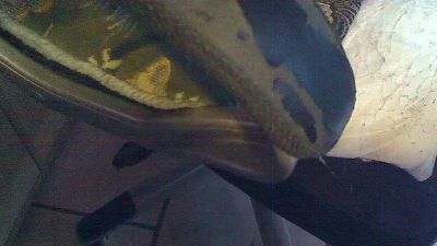 kleiner50 live cam on Cam4