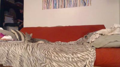 laplataversatil live cam on Cam4