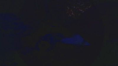 lishrimpdick live cam on Cam4