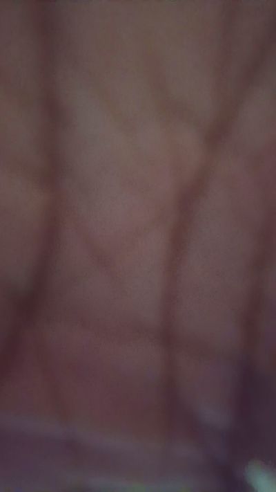 maniacpitbull2