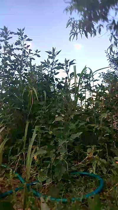 sarpe4 live cam on Cam4
