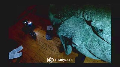 tiny1999 live cam on Cam4