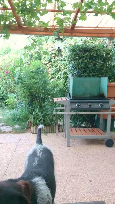 tomsauwer live cam on Cam4