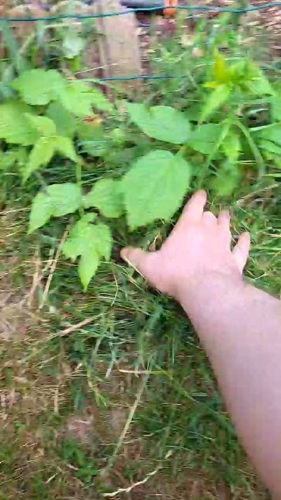 tomsauwer live cam on Cam4