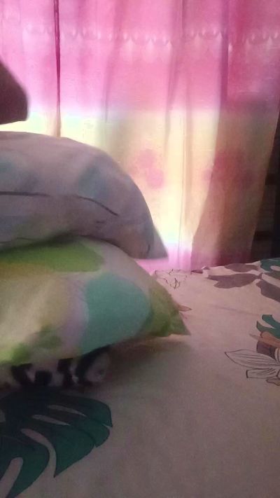 wild_starlet live cam on Cam4
