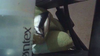 wildbrdick live cam on Cam4