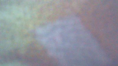 wildbrdick live cam on Cam4