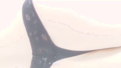 xihisshi live cam on Cam4