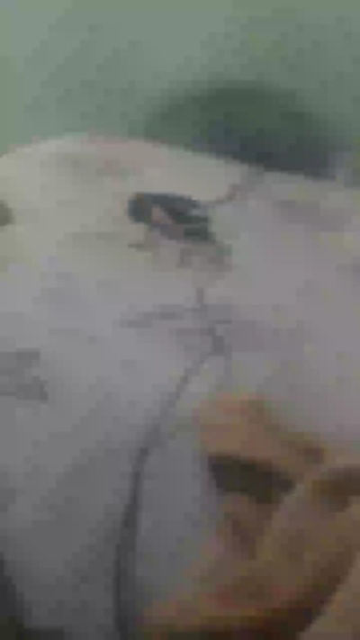 zezinhopravoce live cam on Cam4